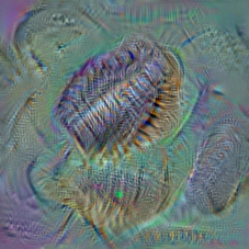 n01768244